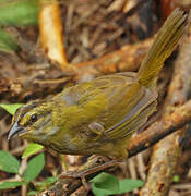 Black-striped Sparrow