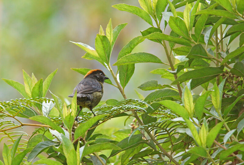 Grey-eared Brushfinch