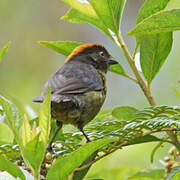 Grey-eared Brushfinch