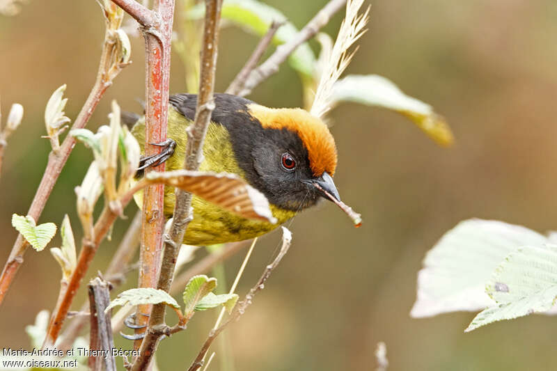 Grey-eared Brushfinch, feeding habits