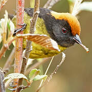 Grey-eared Brushfinch