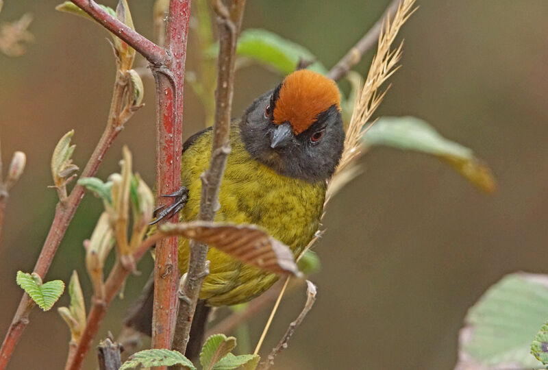 Grey-eared Brushfinch