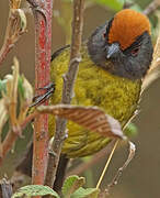 Grey-eared Brushfinch