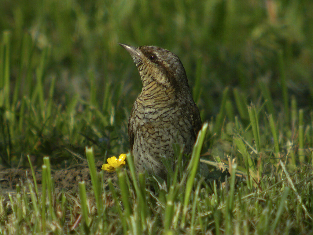 Eurasian Wryneck