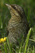 Eurasian Wryneck