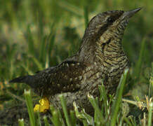 Eurasian Wryneck