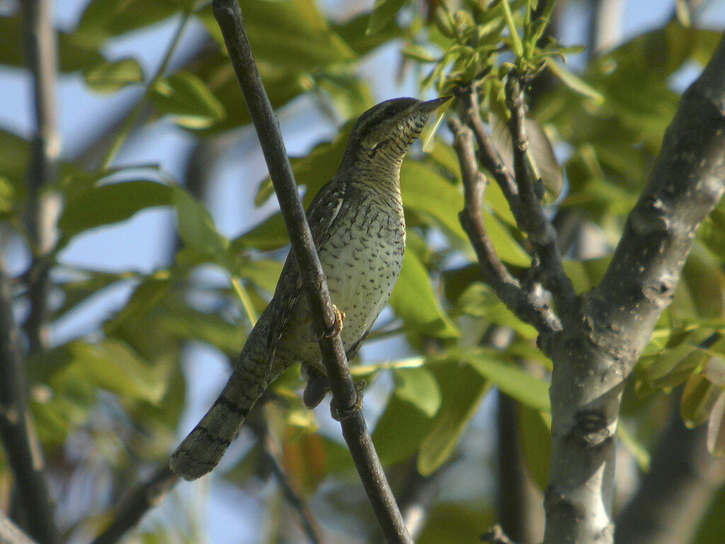 Eurasian Wryneck