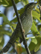 Eurasian Wryneck