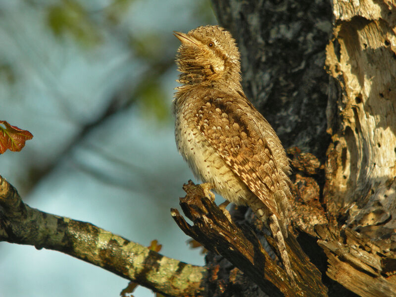 Eurasian Wryneck