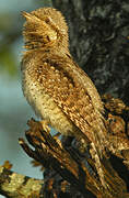 Eurasian Wryneck