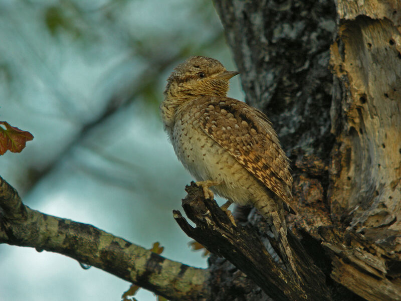 Eurasian Wryneck