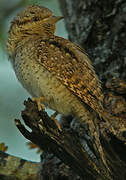 Eurasian Wryneck