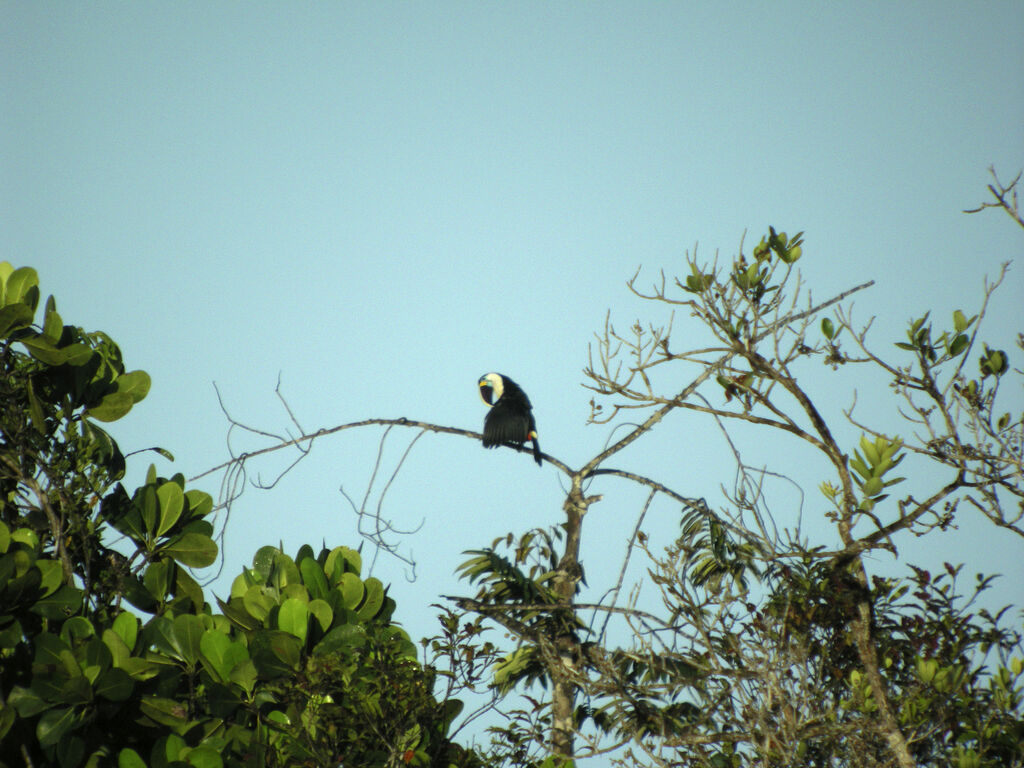 Toucan à bec rouge