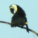 Toucan à bec rouge