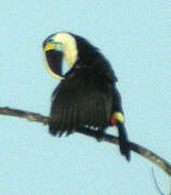 White-throated Toucan