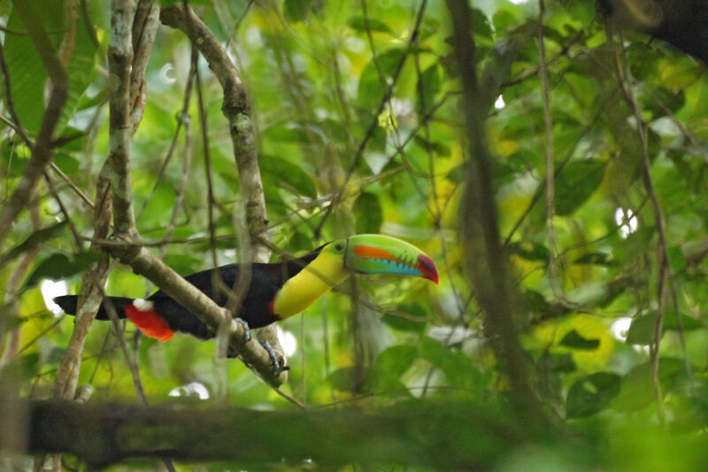 Toucan à carène