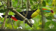 Toucan à carène