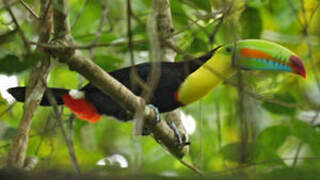 Keel-billed Toucan