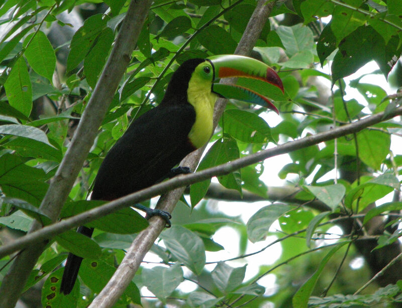 Toucan à carène