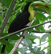 Toucan à carène