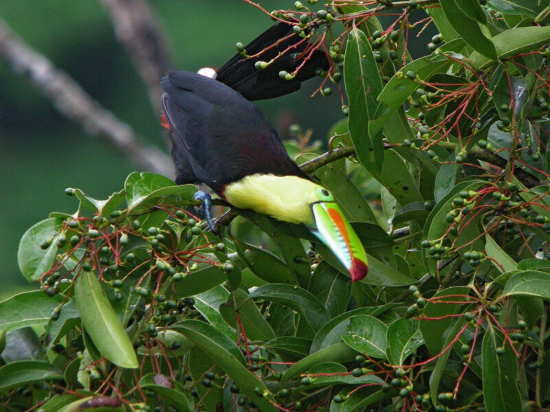 Toucan à carène