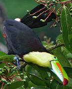 Keel-billed Toucan