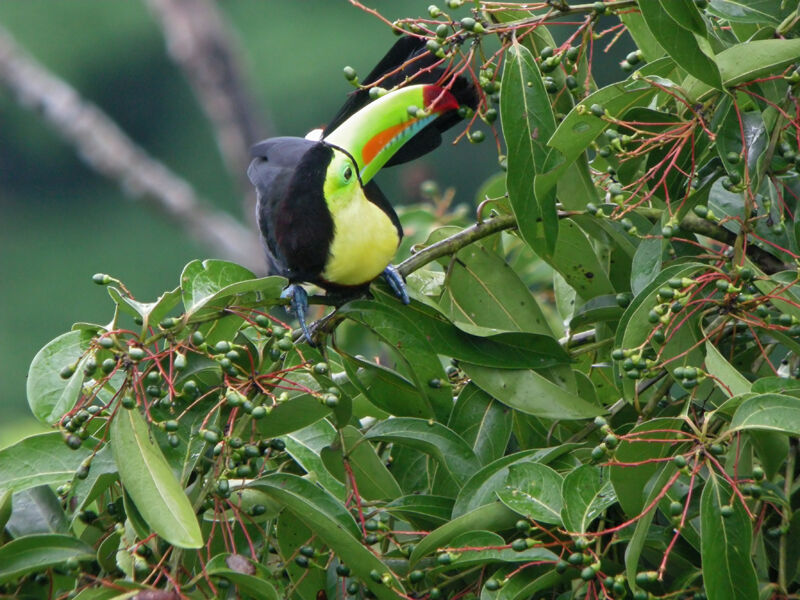 Toucan à carène