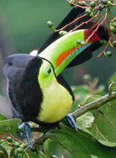 Toucan à carène