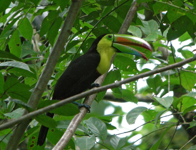 Keel-billed Toucan