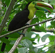 Toucan à carène