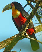 Toucan à ventre rouge