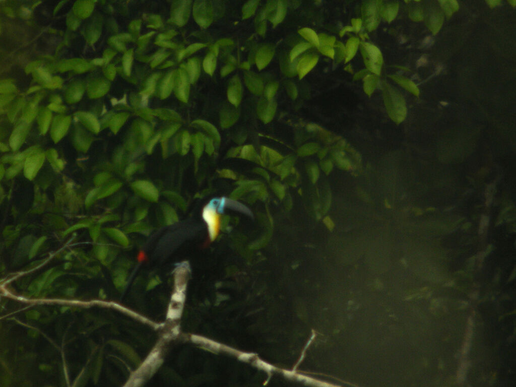 Channel-billed Toucan (ariel)