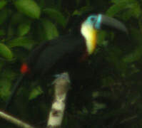 Channel-billed Toucan (ariel)