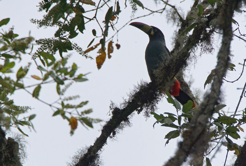 Grey-breasted Mountain Toucan