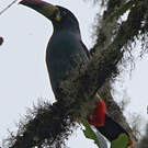 Toucan bleu
