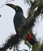 Grey-breasted Mountain Toucan