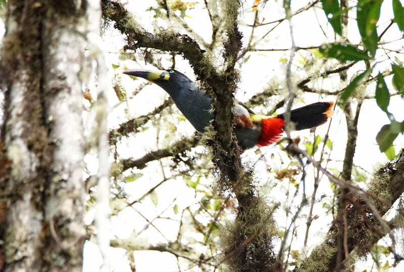 Grey-breasted Mountain Toucan