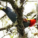 Toucan bleu