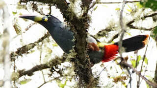 Grey-breasted Mountain Toucan