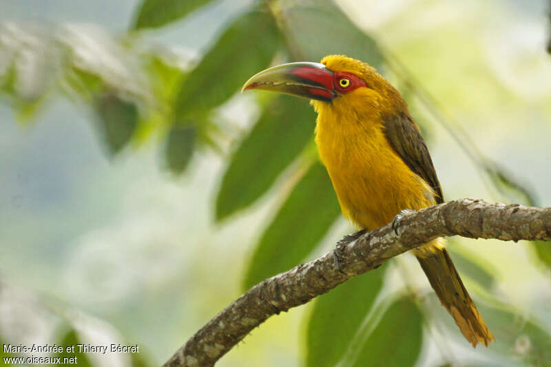 Toucan de Baillonadulte, identification