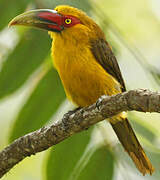 Saffron Toucanet