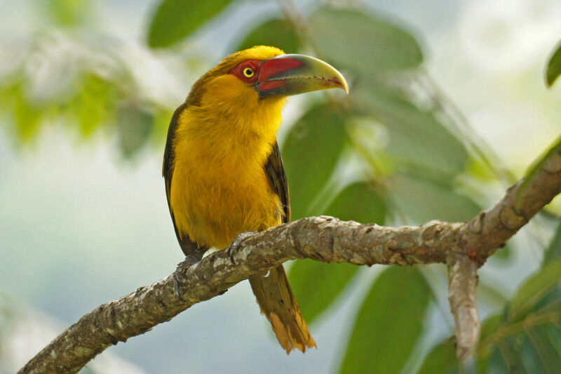 Toucan de Baillon