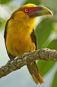 Saffron Toucanet