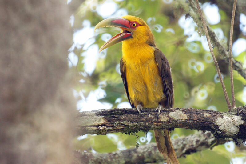 Saffron Toucanet