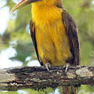 Toucan de Baillon