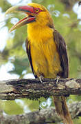 Saffron Toucanet