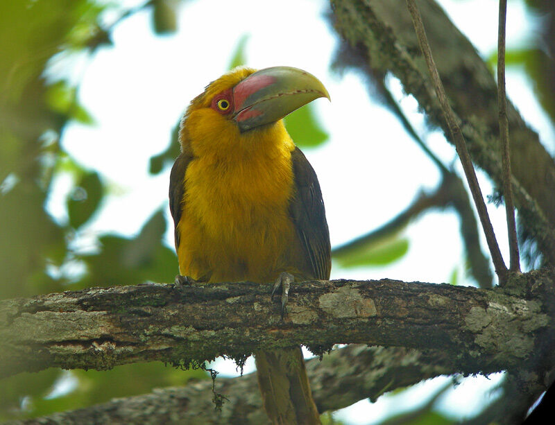 Saffron Toucanet