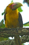 Saffron Toucanet