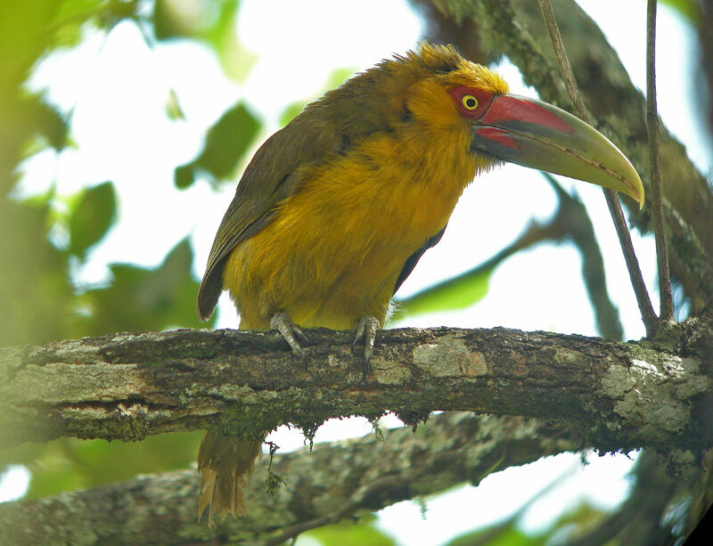 Toucan de Baillon