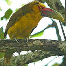 Toucan de Baillon